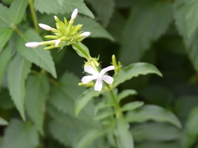 肥皂草的花語(yǔ)是什么？