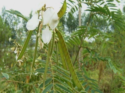 山毛豆種子的播種技術(shù)