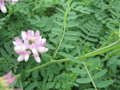 小冠花種子的種植方法，什么時(shí)候播種？