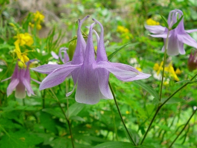 耬斗菜是多年生草本植物么？