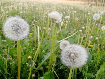 蒲公英的花期是什么時候?