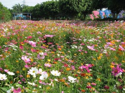 進(jìn)口野花組合種子播種幾天發(fā)芽多久開(kāi)花？