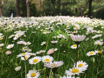 雛菊幾天發(fā)芽多久開花？