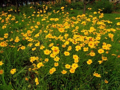 金雞菊的花期是什么時候？