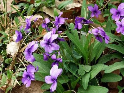 紫花地丁是多年生植物嗎？