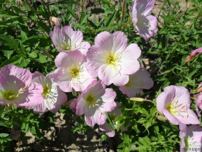 月莧草幾月開花？月莧草花期是幾月份?