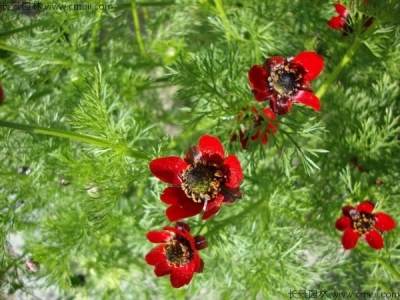 福壽花種植方法和時間