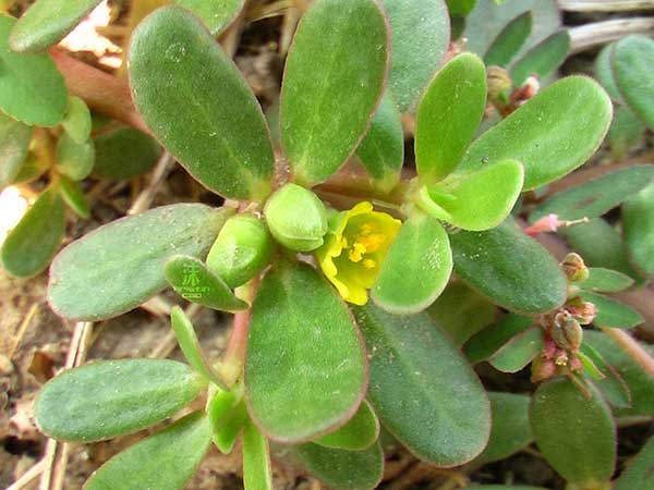 馬齒莧種子發(fā)芽出苗開(kāi)花圖片