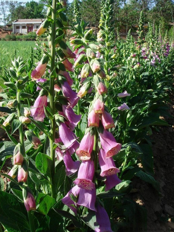 毛地黃種子發(fā)芽出苗開花圖片