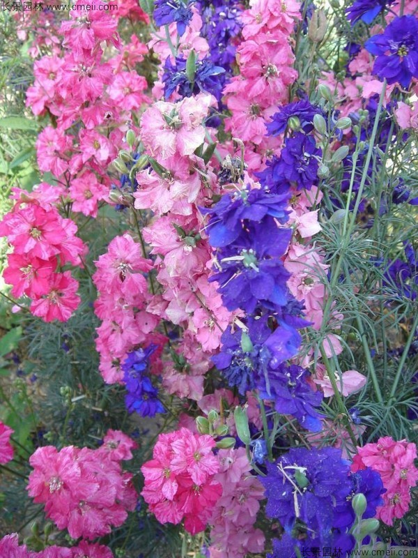 飛燕草種子發(fā)芽出苗開(kāi)花圖片