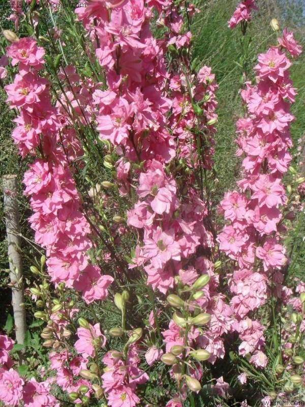 飛燕草種子發(fā)芽出苗開(kāi)花圖片