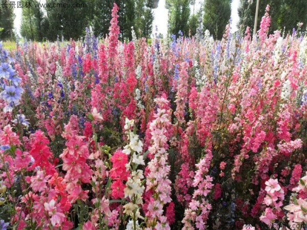 飛燕草種子發(fā)芽出苗開(kāi)花圖片