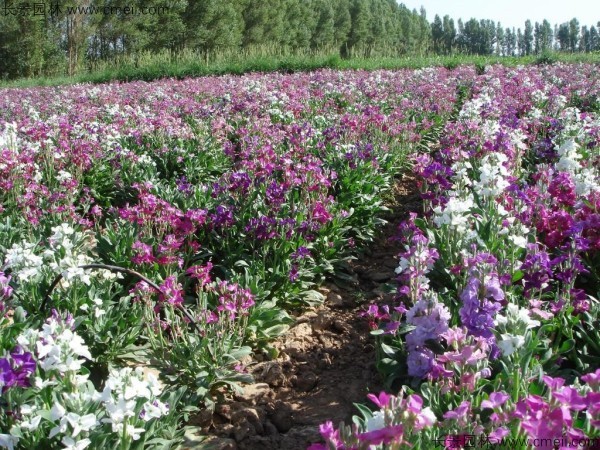 紫羅蘭種子發(fā)芽出苗開花圖片