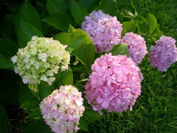 繡球花種子發(fā)芽出苗開(kāi)花圖片