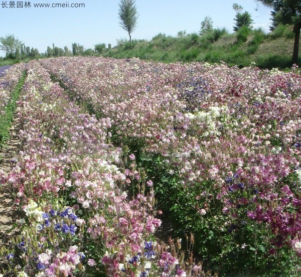 耬斗菜種子發(fā)芽出苗開花圖片