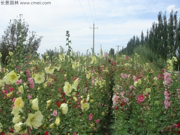 蜀葵開(kāi)花圖片