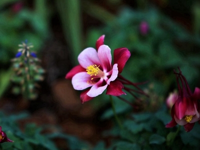 耬斗菜一年開花可以開幾次？