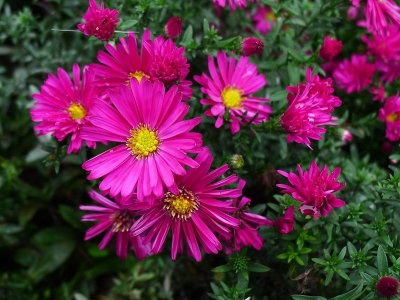 荷蘭菊一年四季都開(kāi)花嗎？