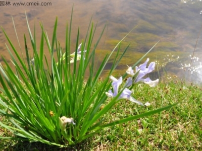 馬蘭花一般什么時候開花？