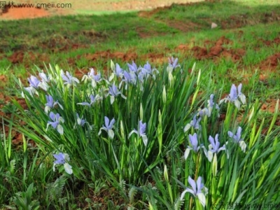 馬蘭花怎么養(yǎng)，馬蘭花的養(yǎng)殖方法