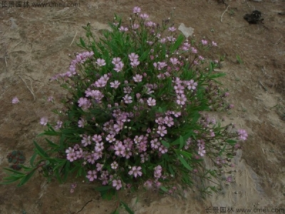 滿天星的花期是什么時(shí)候？