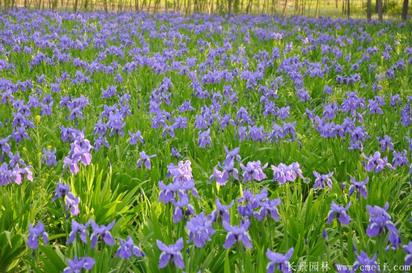 藍(lán)花鳶尾基地實(shí)拍圖片