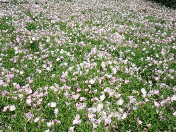 美麗月見(jiàn)草種子發(fā)芽出苗開花圖片