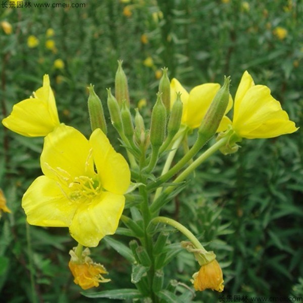 美麗月見(jiàn)草種子發(fā)芽出苗開花圖片