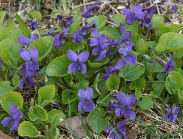 紫花地丁種子發(fā)芽出苗開(kāi)花圖片