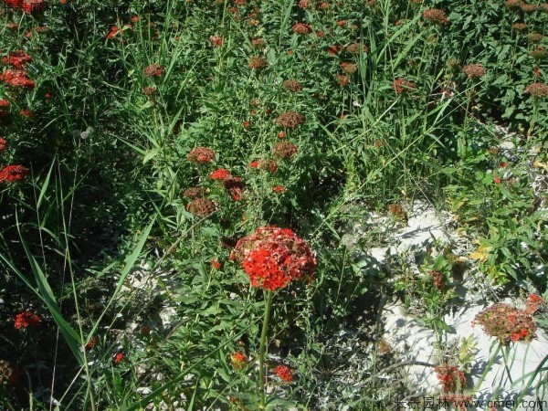 剪秋羅種子發(fā)芽出苗開(kāi)花圖片