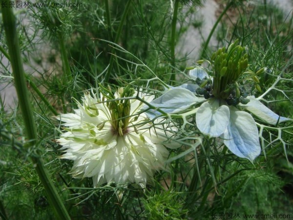 波斯寶石種子發(fā)芽出苗開(kāi)花圖片