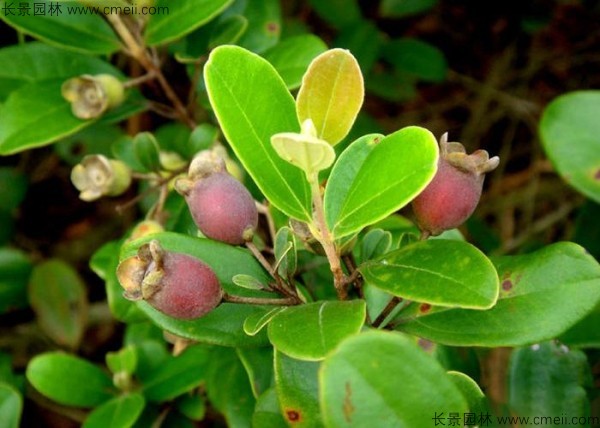 桃金娘開(kāi)花圖片