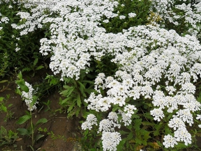 蜂室花什么時(shí)候開(kāi)花