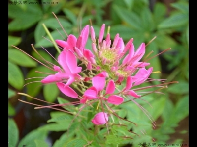 醉蝶花什么季節(jié)開花