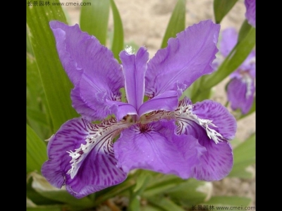 藍(lán)花鳶尾什么時候播種最好？