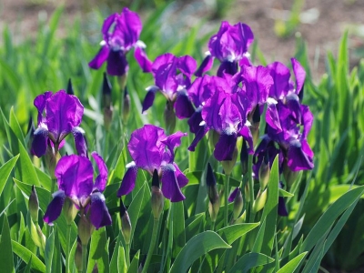 藍(lán)花鳶尾如何種植？