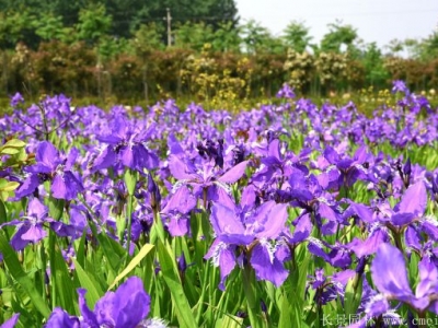 藍(lán)花鳶尾的花期是什么時候？