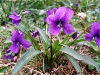 紫花地丁什么時(shí)候開花？