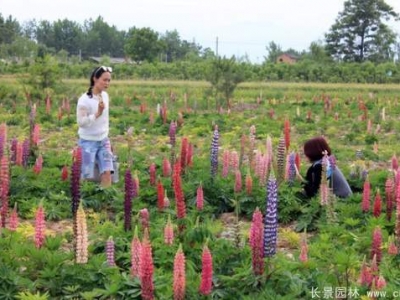 魯冰花種子多少錢一斤？