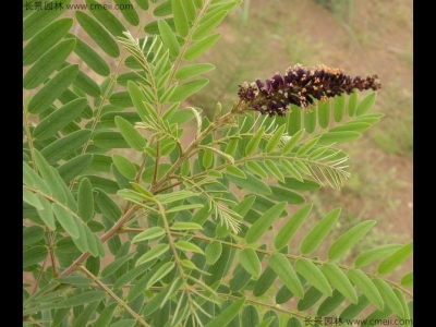 紫穗槐種子的種植方法