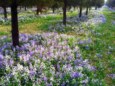 二月蘭什么時候開花