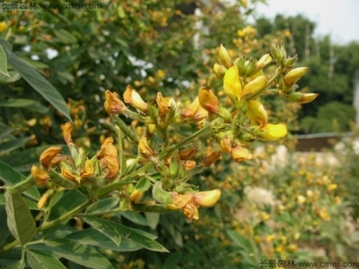 豬屎豆怎么種？豬屎豆種植注意事項(xiàng)