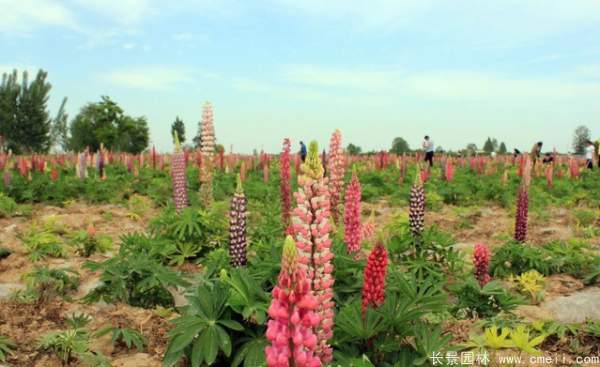 羽扇豆種子發(fā)芽出苗開花圖片