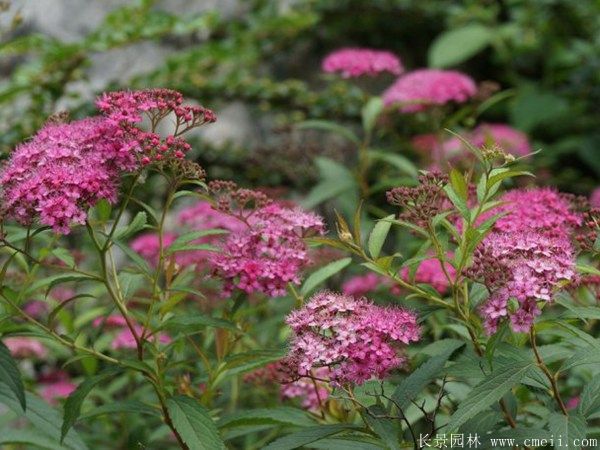 繡線(xiàn)菊?qǐng)D片基地實(shí)拍