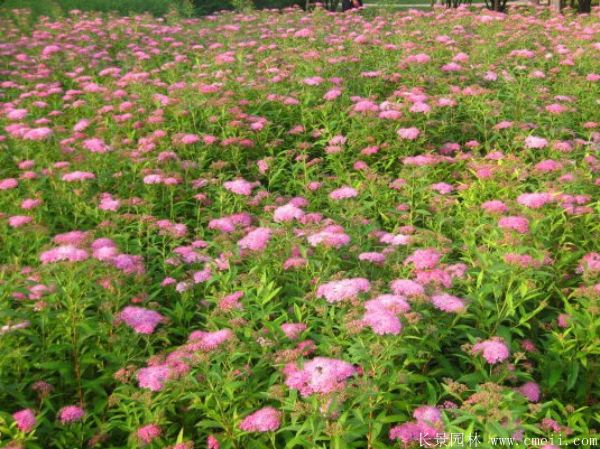 繡線(xiàn)菊?qǐng)D片基地實(shí)拍