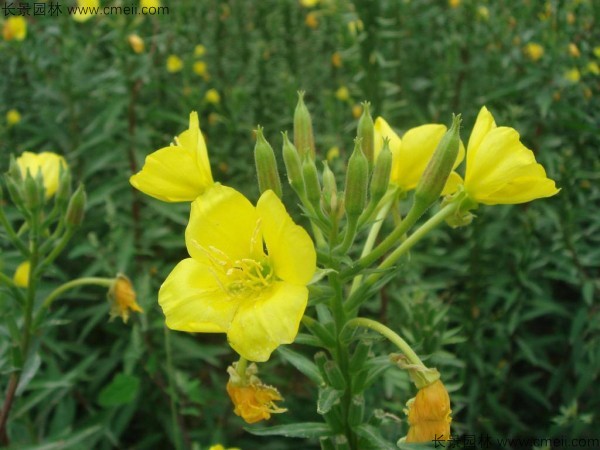 夜來(lái)香種子發(fā)芽出苗開花圖片