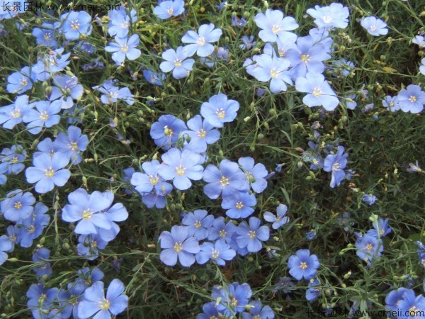 藍(lán)花亞麻種子發(fā)芽出苗圖片