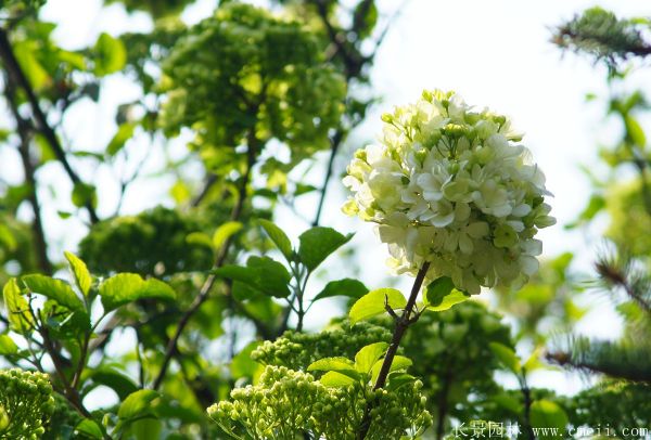 繡球花圖片基地實拍