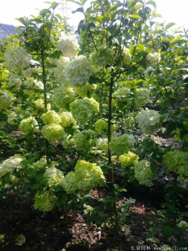 繡球花圖片基地實拍