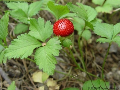 蛇莓種子幾天發(fā)芽？